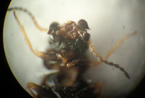 Colotes florieni